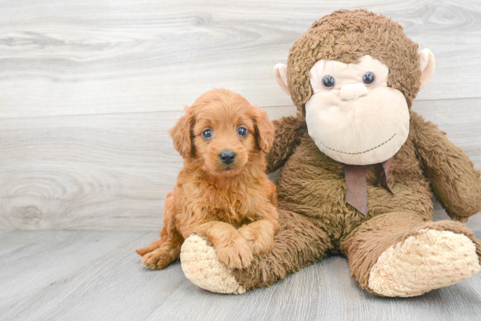 Hypoallergenic Golden Retriever Poodle Mix Puppy