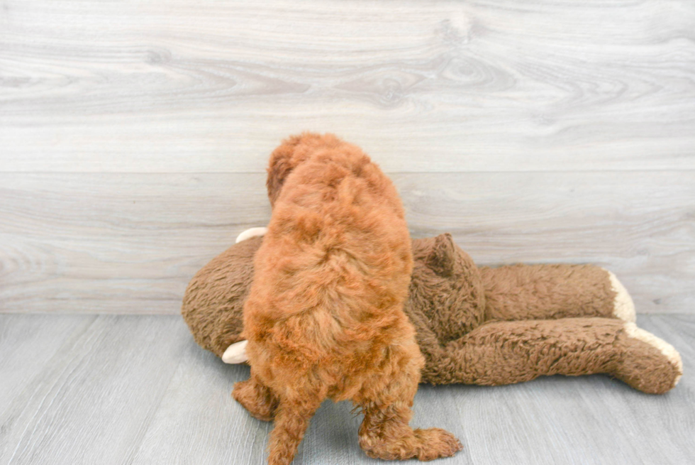 Popular Mini Goldendoodle Poodle Mix Pup