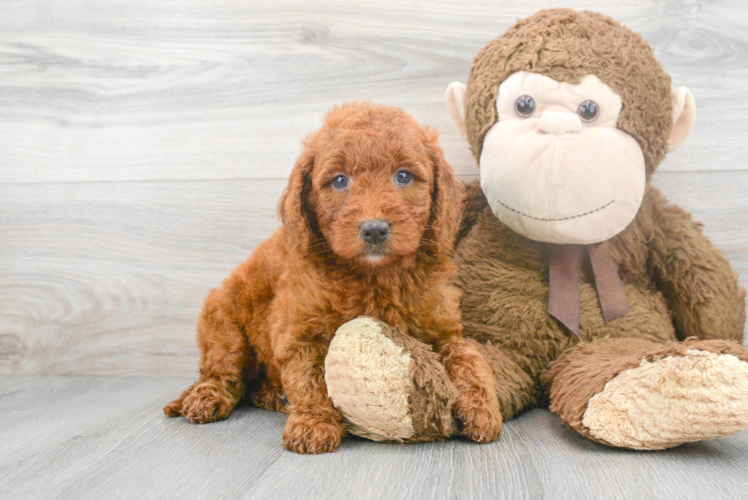 Happy Mini Goldendoodle Baby