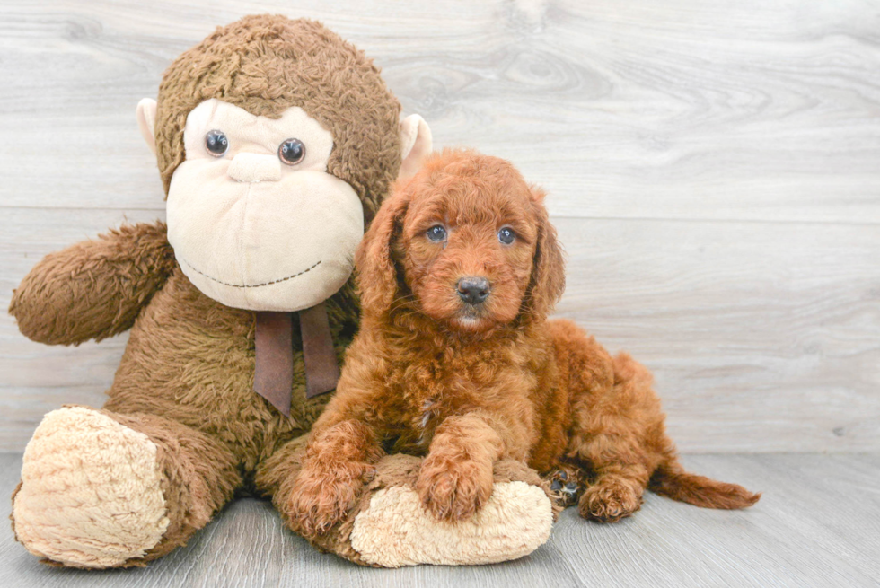 Adorable Golden Retriever Poodle Mix Puppy