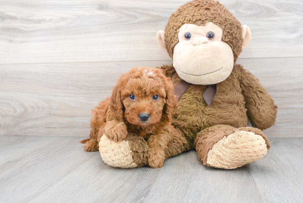 Adorable Golden Retriever Poodle Mix Puppy