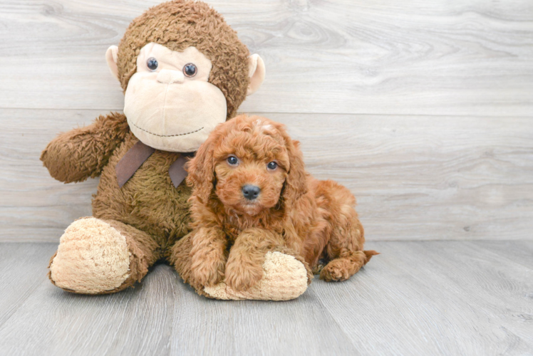 Mini Goldendoodle Pup Being Cute