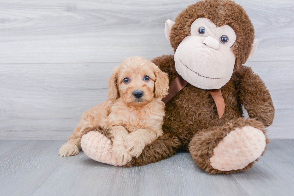 Sweet Mini Goldendoodle Baby