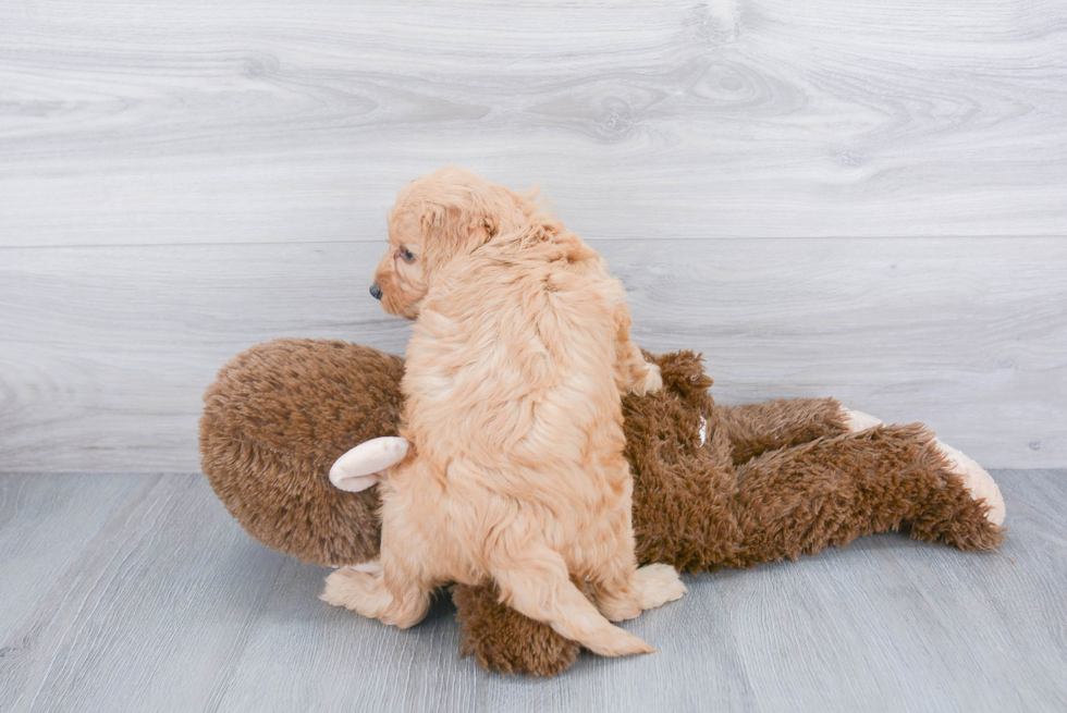 Mini Goldendoodle Pup Being Cute