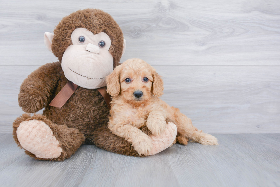 Best Mini Goldendoodle Baby