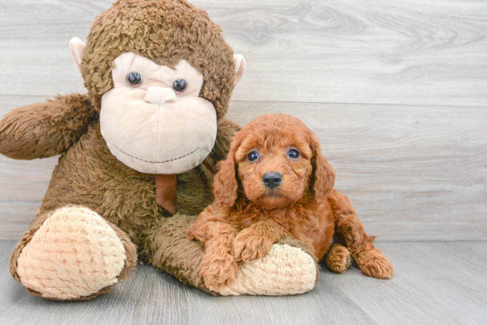 Best Mini Goldendoodle Baby