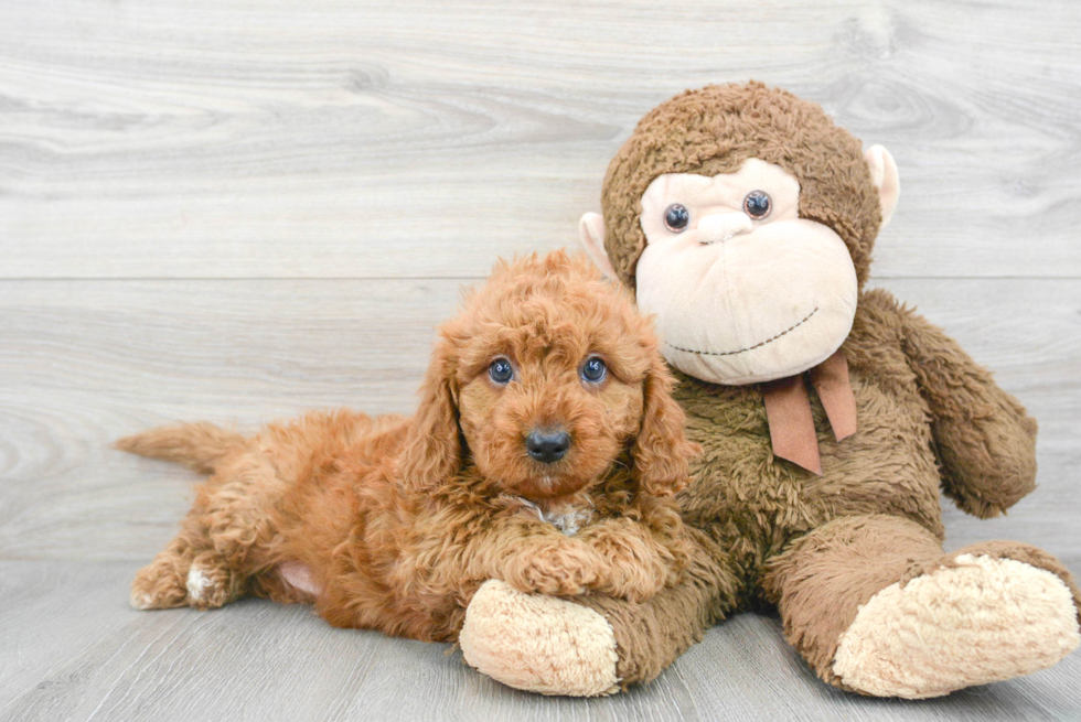 Little Golden Retriever Poodle Mix Puppy