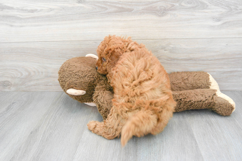 Small Mini Goldendoodle Baby