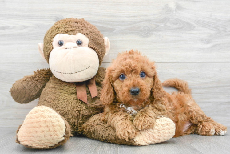 Mini Goldendoodle Puppy for Adoption