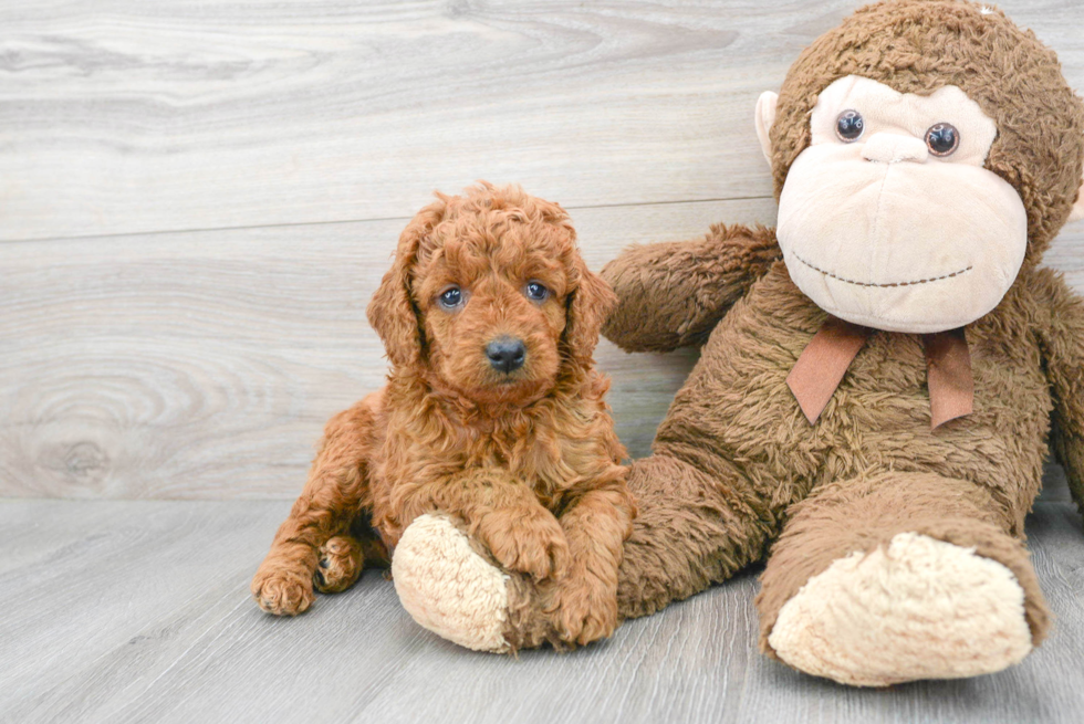 Mini Goldendoodle Pup Being Cute