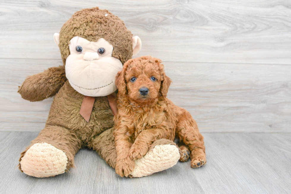 Smart Mini Goldendoodle Poodle Mix Pup