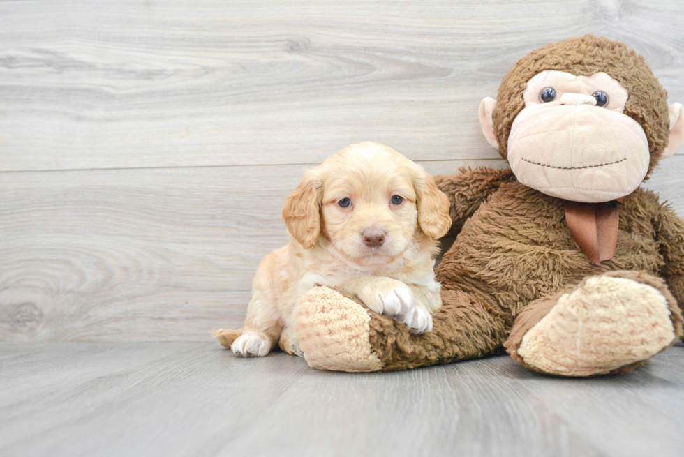 Best Mini Goldendoodle Baby