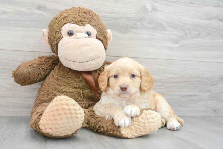 Best Mini Goldendoodle Baby