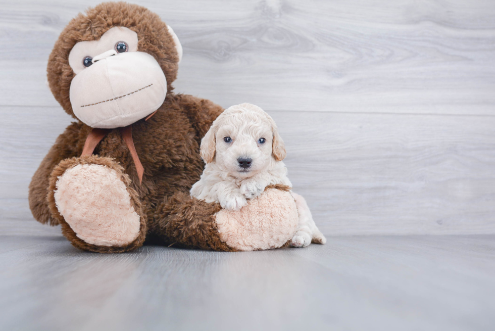 Playful Golden Retriever Poodle Mix Puppy