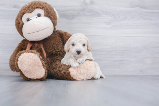 Playful Golden Retriever Poodle Mix Puppy