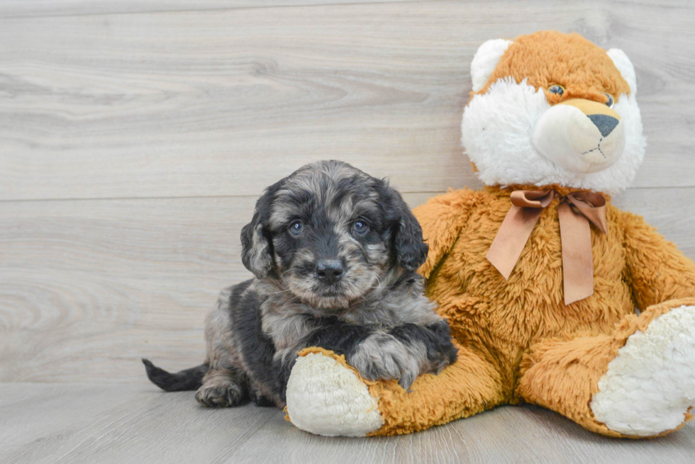 Mini Goldendoodle Pup Being Cute