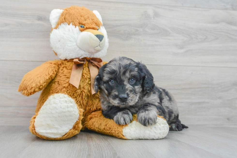 Mini Goldendoodle Pup Being Cute