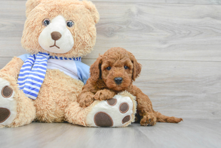 Little Golden Retriever Poodle Mix Puppy