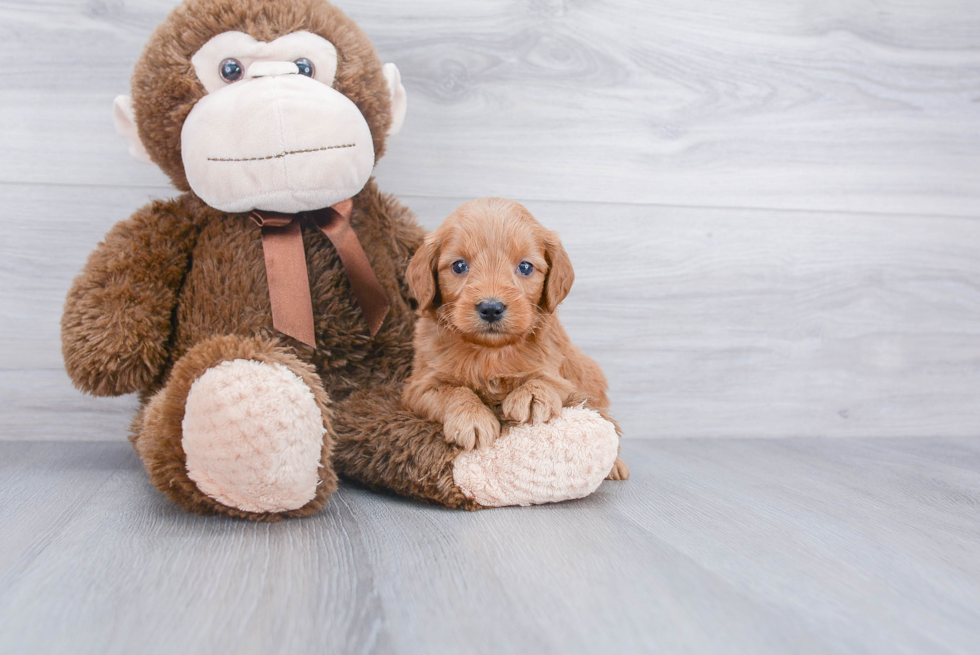 Energetic Golden Retriever Poodle Mix Puppy