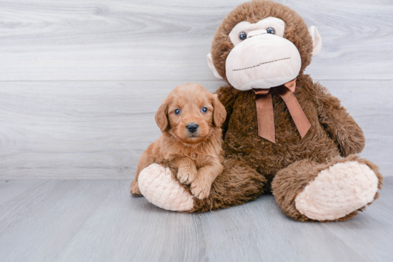 Mini Goldendoodle Puppy for Adoption