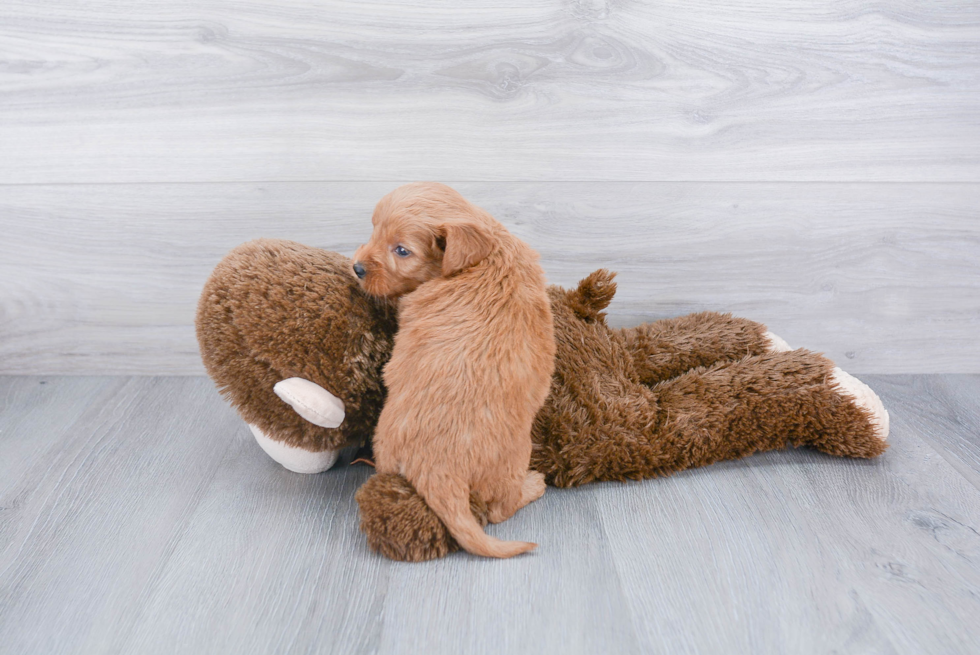 Best Mini Goldendoodle Baby