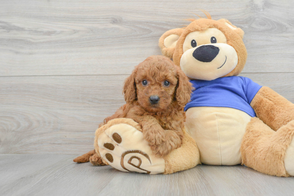 Mini Goldendoodle Puppy for Adoption