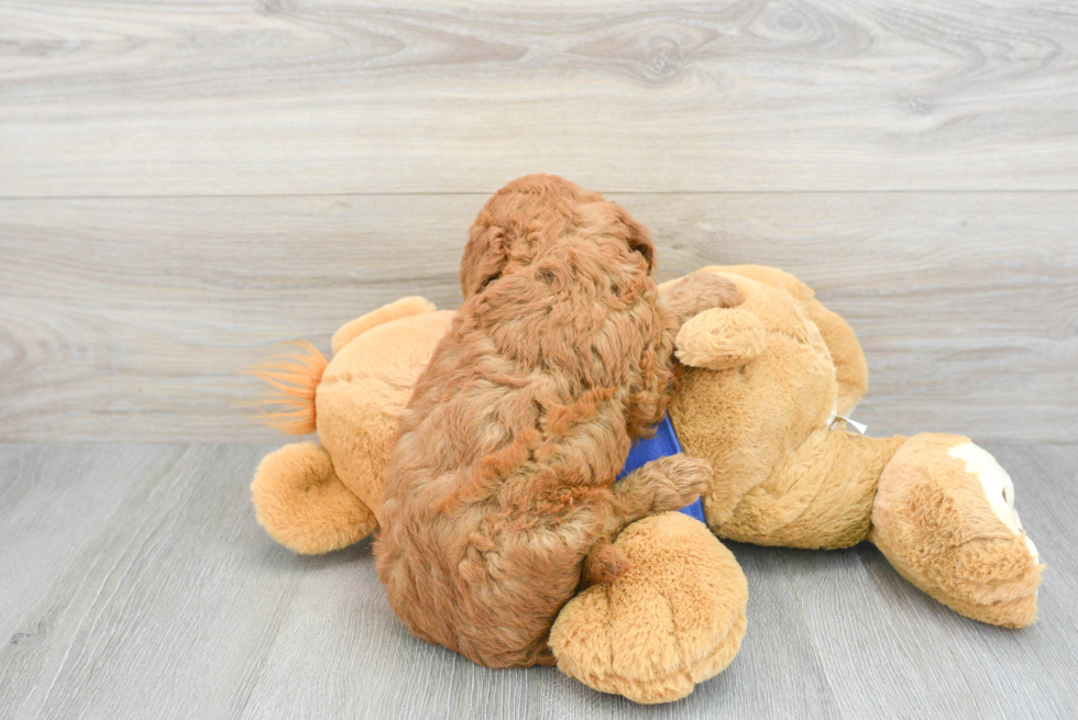 Popular Mini Goldendoodle Poodle Mix Pup
