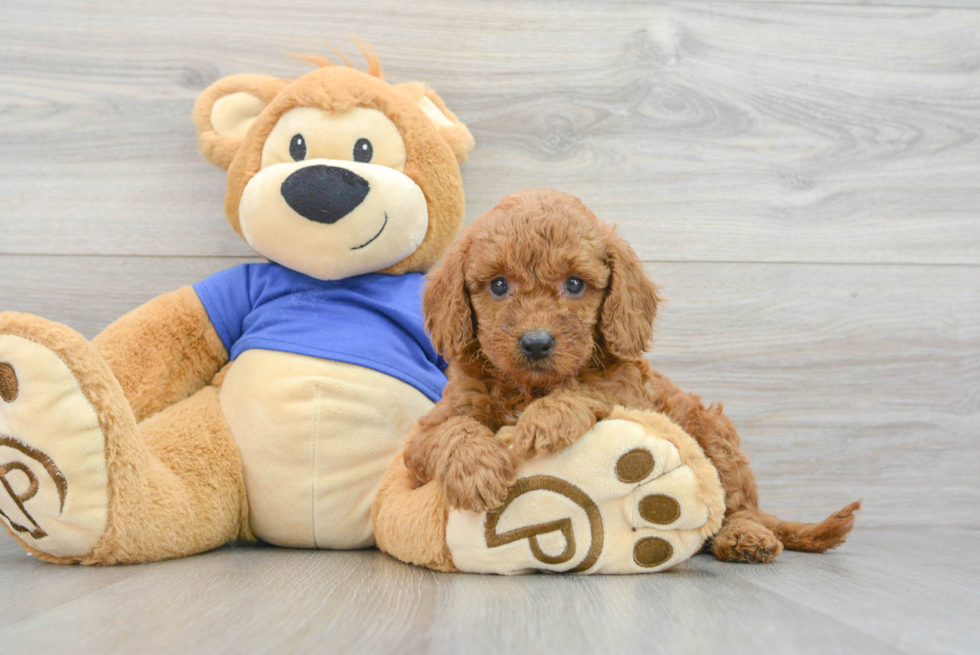 Mini Goldendoodle Pup Being Cute