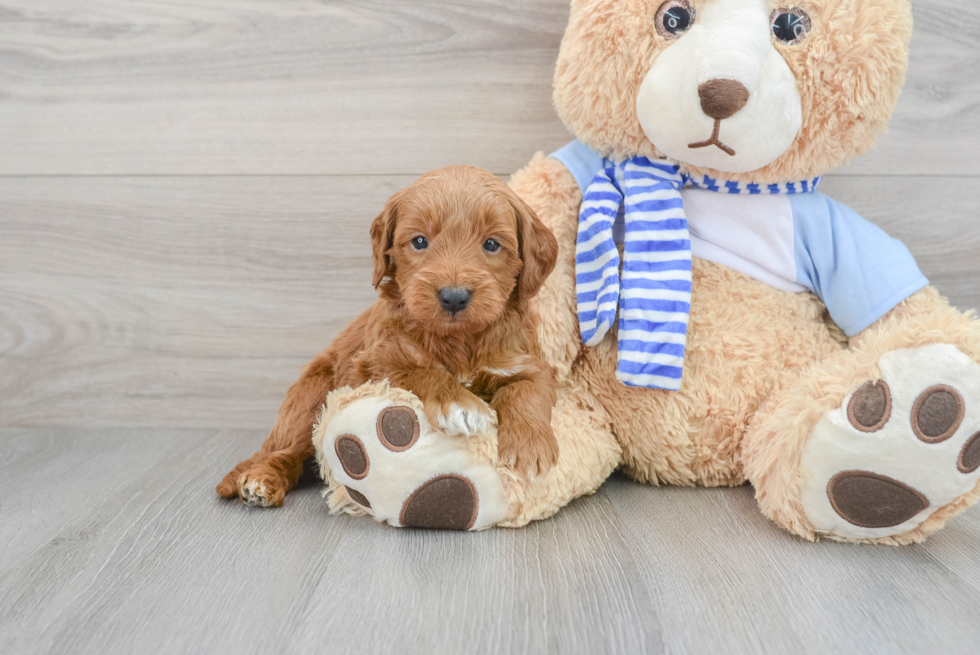 Playful Golden Retriever Poodle Mix Puppy
