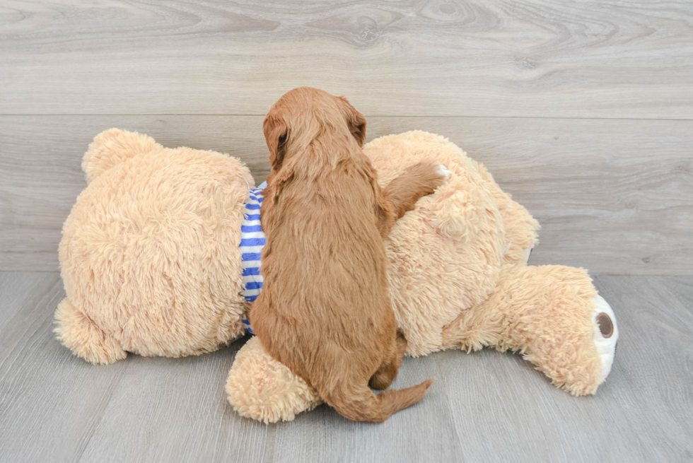 Mini Goldendoodle Puppy for Adoption