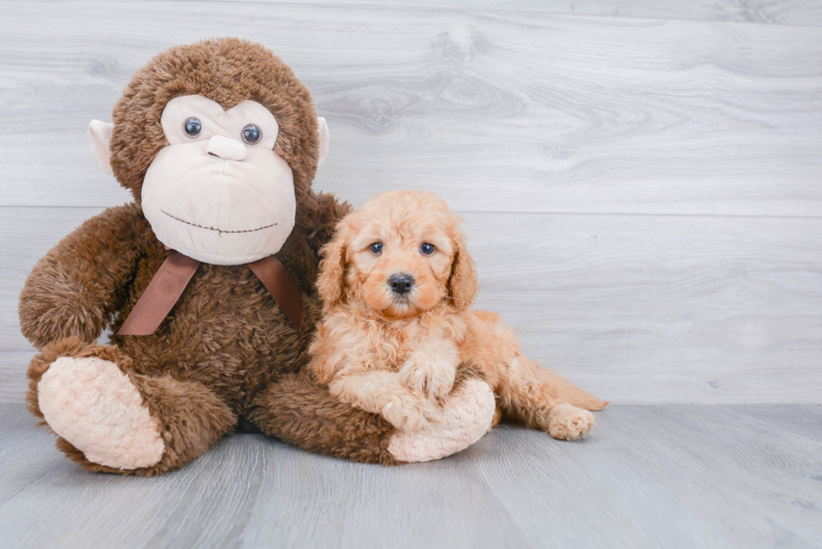 Playful Golden Retriever Poodle Mix Puppy