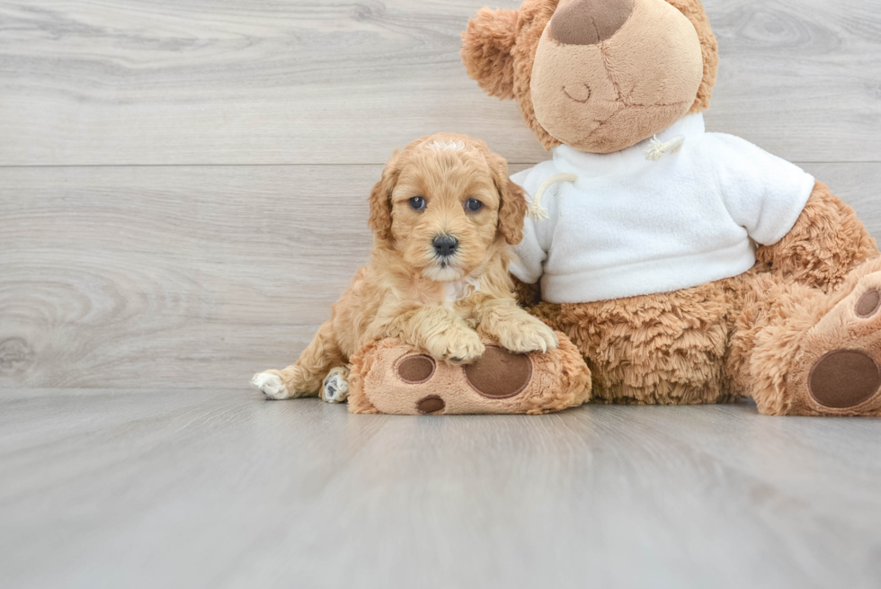 Mini Goldendoodle Puppy for Adoption