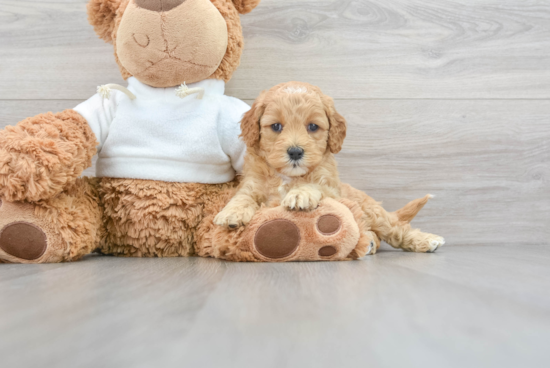 Funny Mini Goldendoodle Poodle Mix Pup