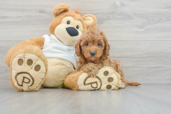 Best Mini Goldendoodle Baby