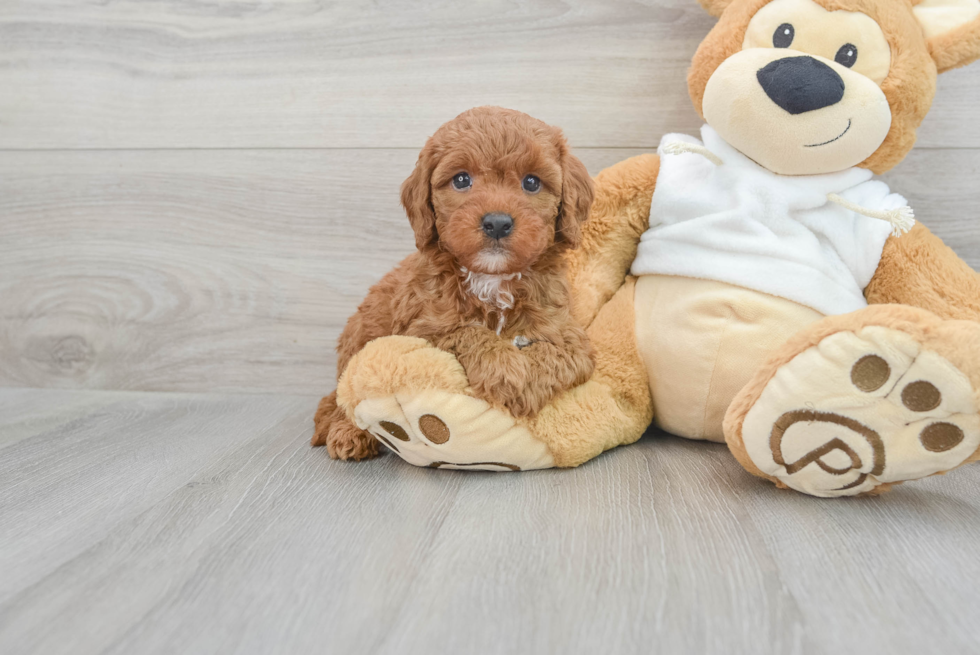 Energetic Golden Retriever Poodle Mix Puppy