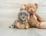 7 week old Mini Goldendoodle Puppy For Sale - Premier Pups