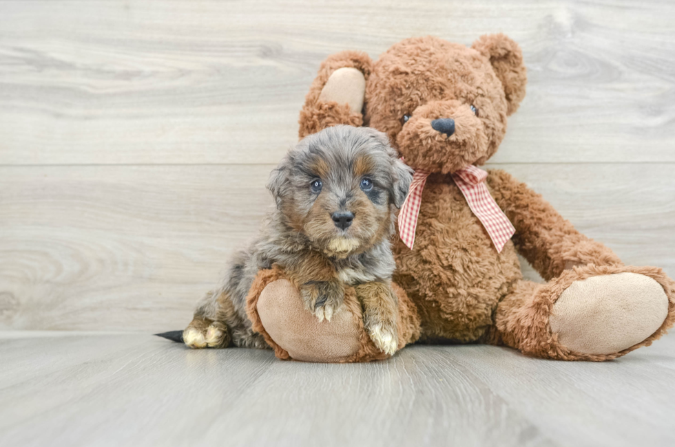 6 week old Mini Goldendoodle Puppy For Sale - Premier Pups