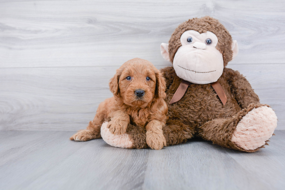 Best Mini Goldendoodle Baby