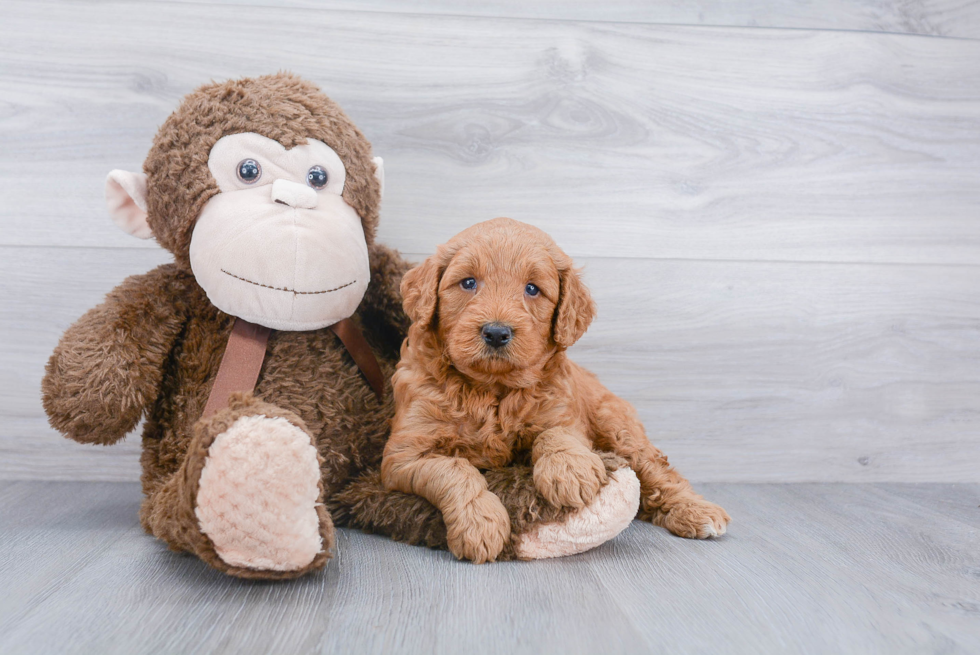 Little Golden Retriever Poodle Mix Puppy