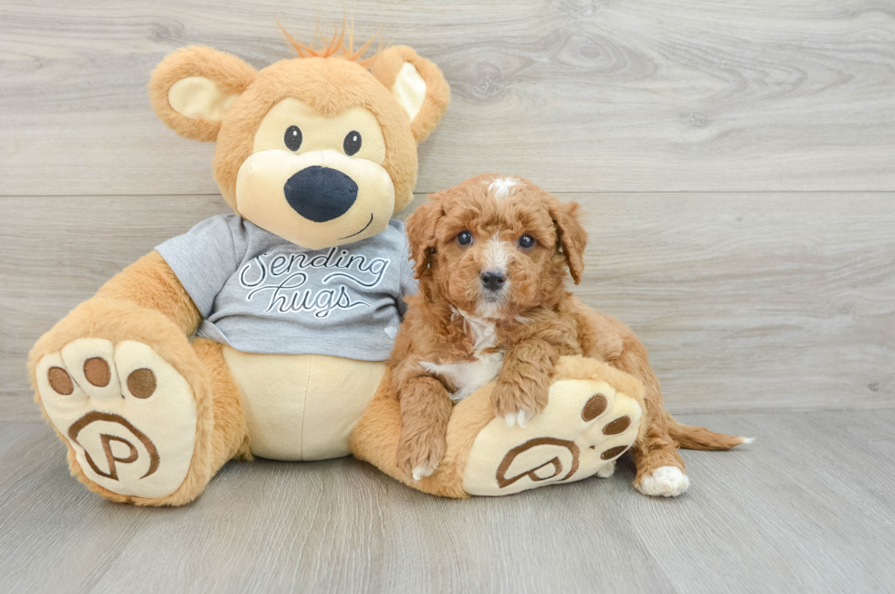 6 week old Mini Goldendoodle Puppy For Sale - Premier Pups