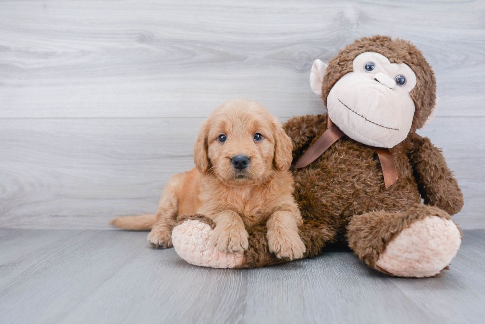 Smart Mini Goldendoodle Poodle Mix Pup