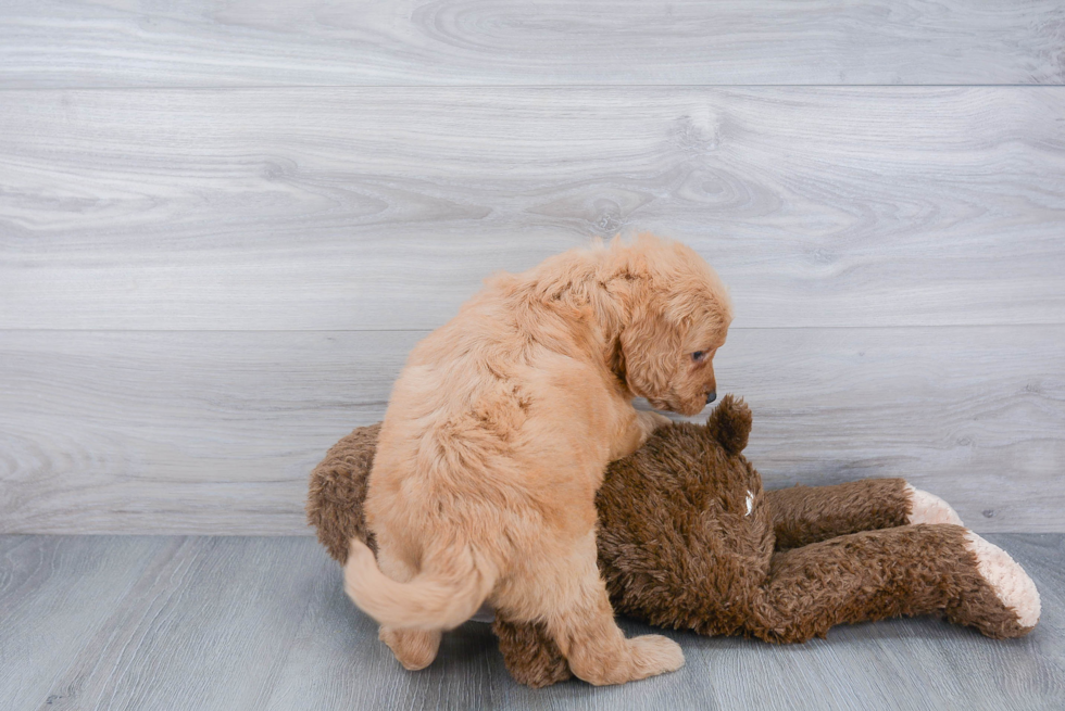 Friendly Mini Goldendoodle Baby