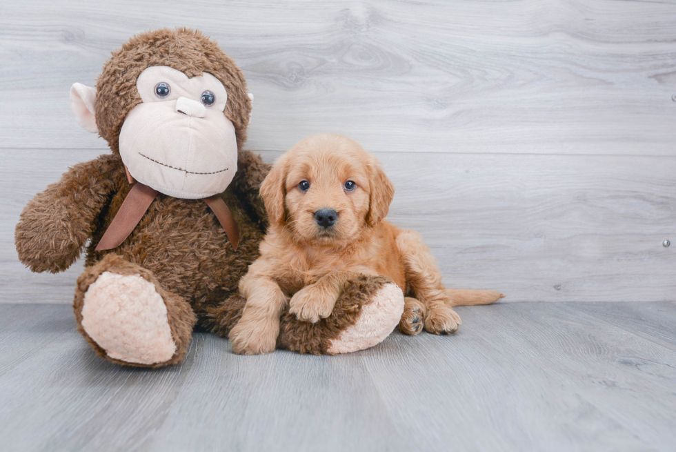 Popular Mini Goldendoodle Poodle Mix Pup