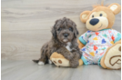 Energetic Golden Doodle Poodle Mix Puppy