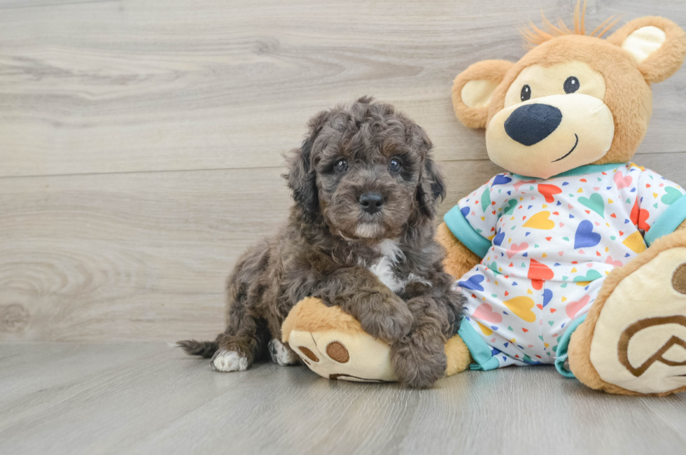 5 week old Mini Goldendoodle Puppy For Sale - Premier Pups