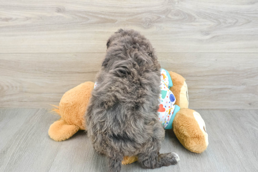 Adorable Golden Retriever Poodle Mix Poodle Mix Puppy