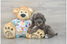 Funny Mini Goldendoodle Poodle Mix Pup