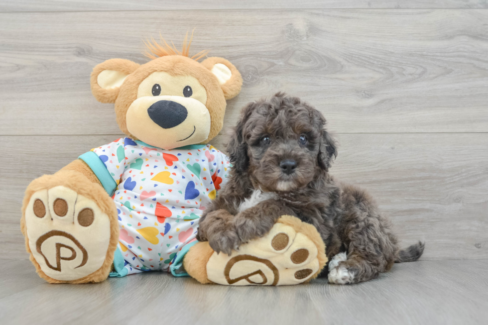 Funny Mini Goldendoodle Poodle Mix Pup