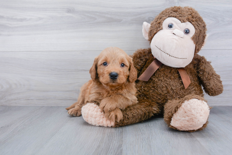 Mini Goldendoodle Pup Being Cute