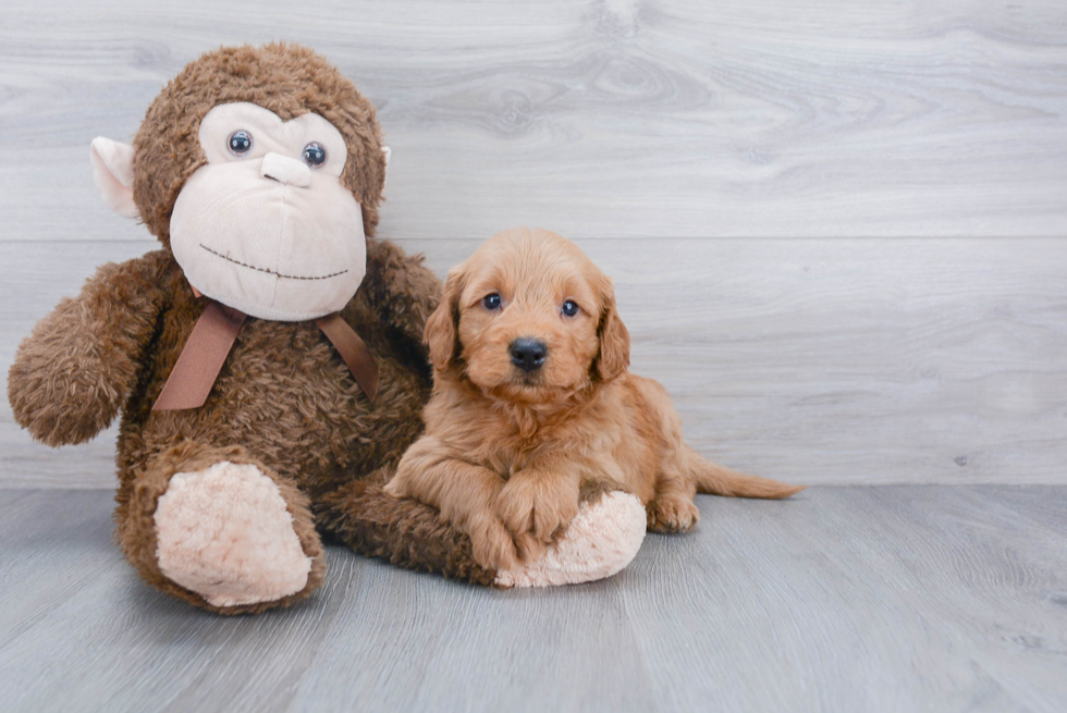 Mini Goldendoodle Puppy for Adoption